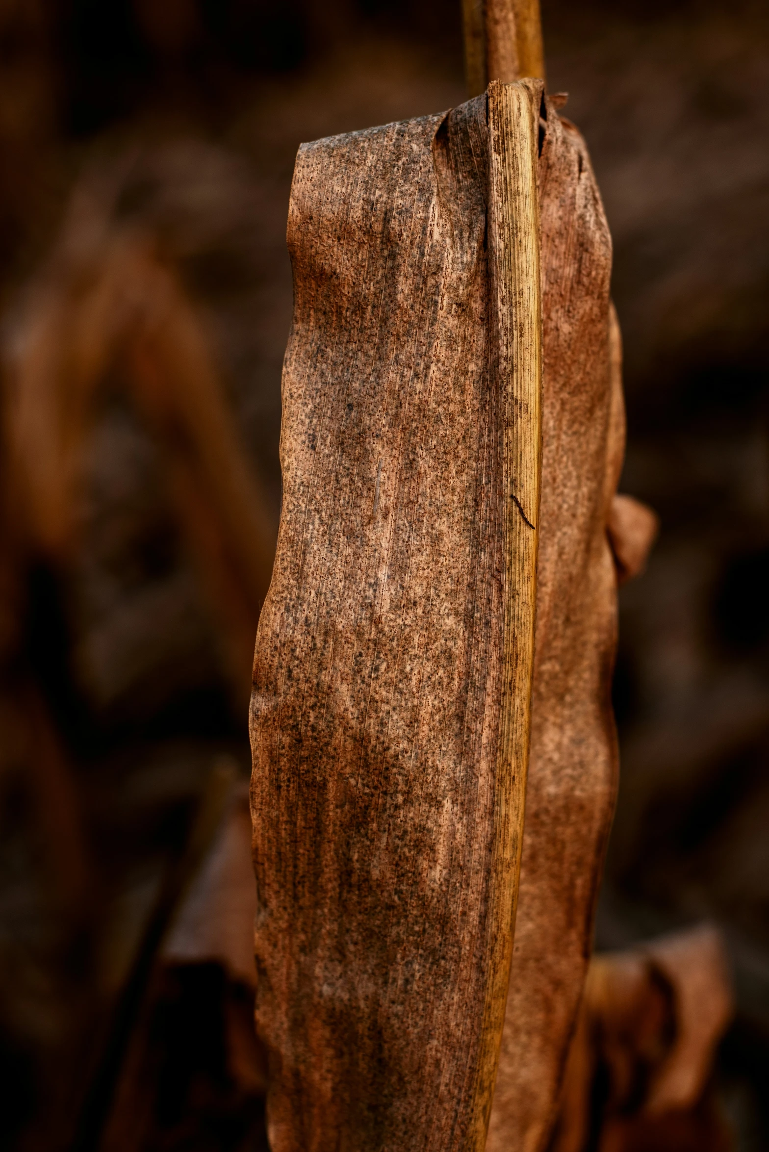 the brown leaves on a tree are still very exposed