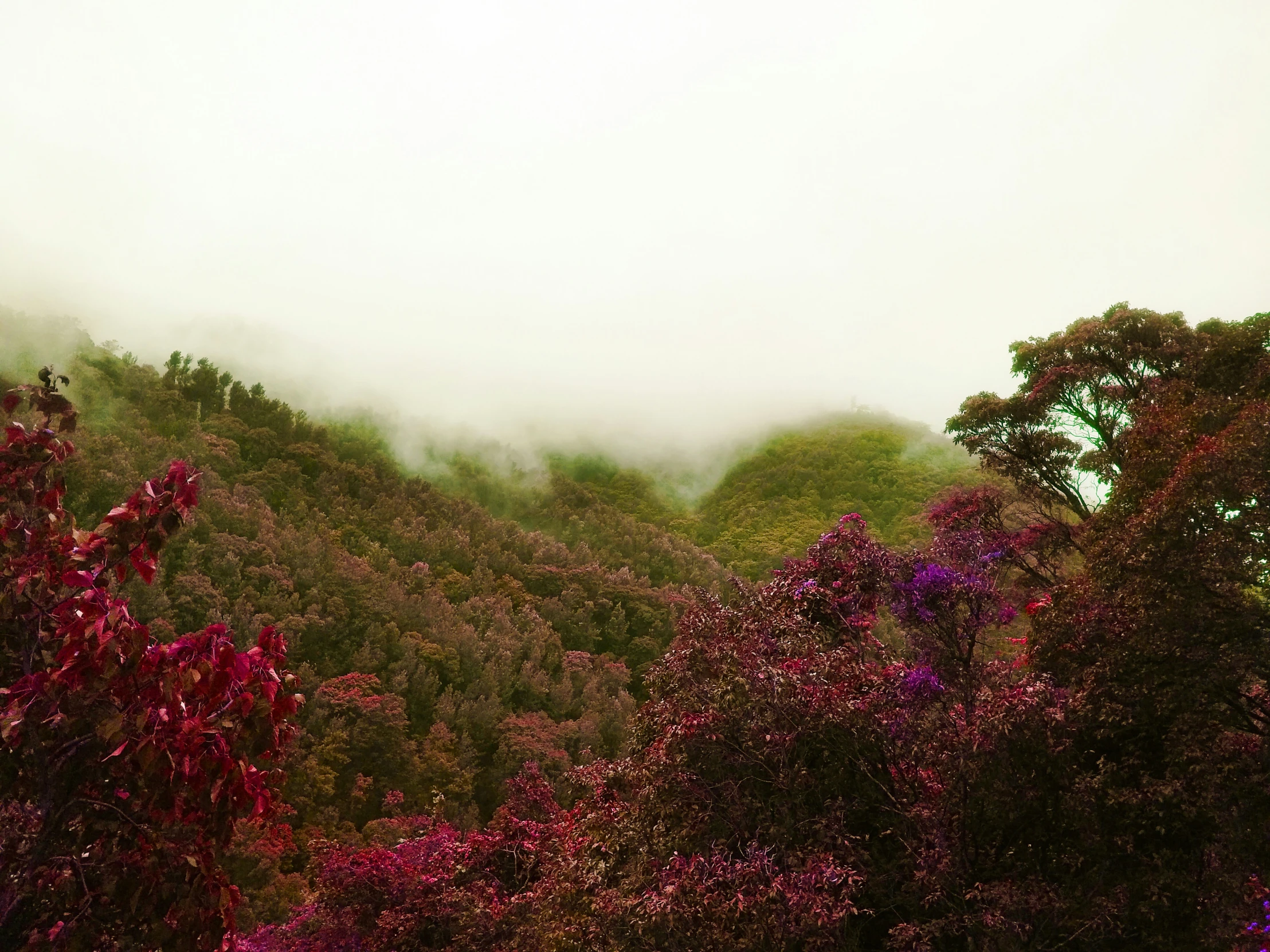 there is a very dense mountain with trees in it