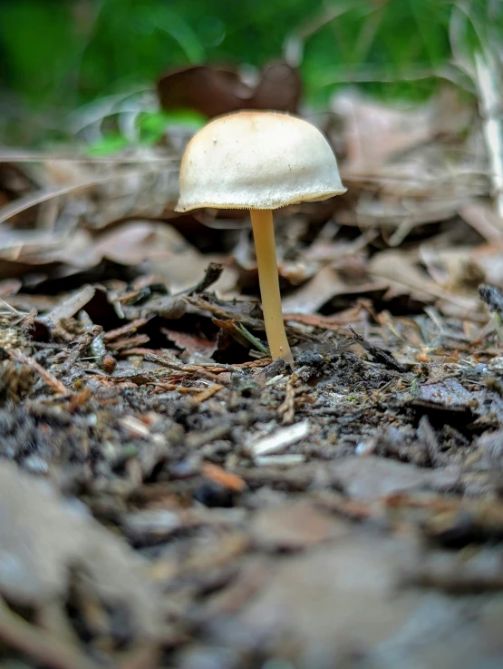 a mushroom growing from the ground with some brown leaves around it