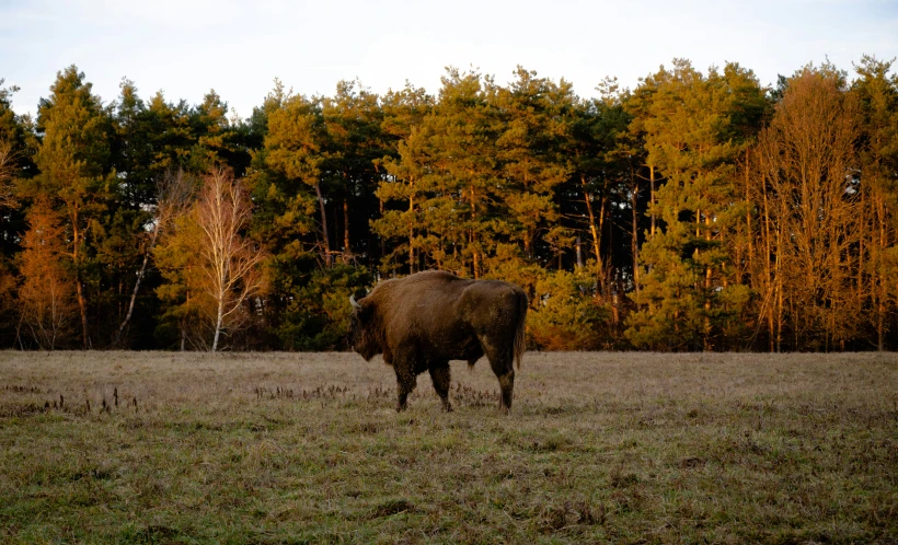 the buffalo is grazing alone in the large field