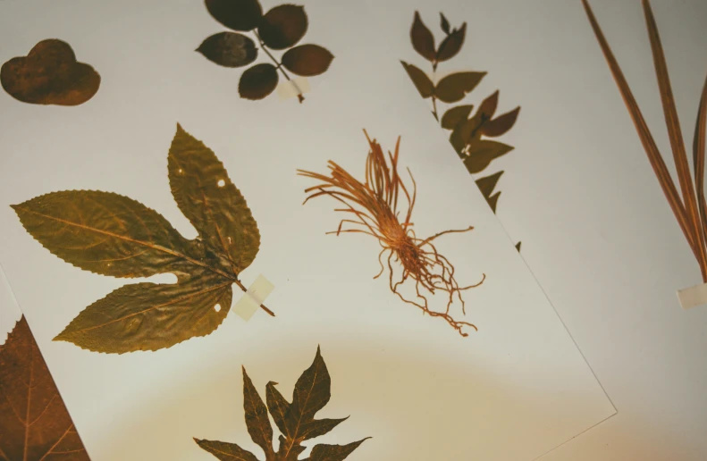 there are some leaves and seeds on the table