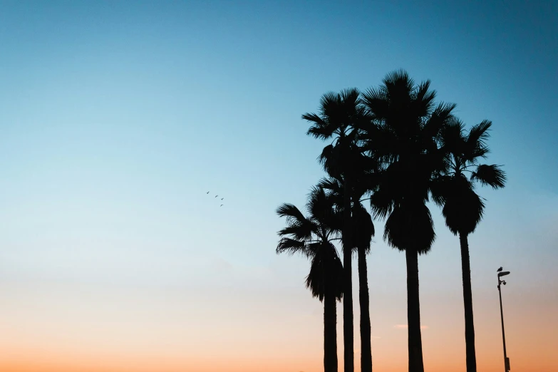 silhouettes of three palm trees against the sunset