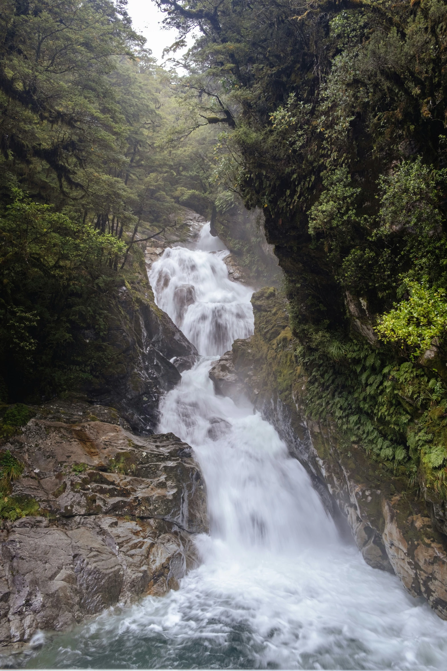 a mountain stream running through the jungle