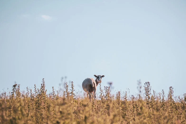 a cow standing in the middle of the field