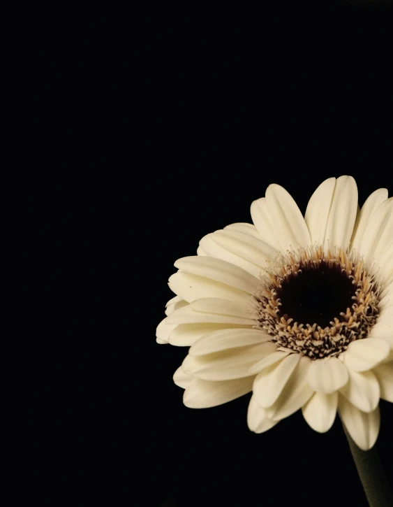 a white flower against a dark background