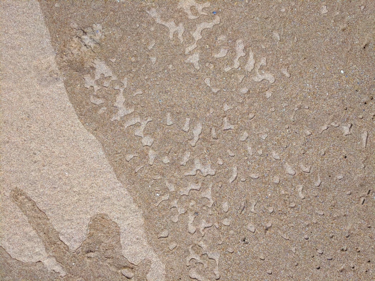 a cat on the sand at a beach looking down