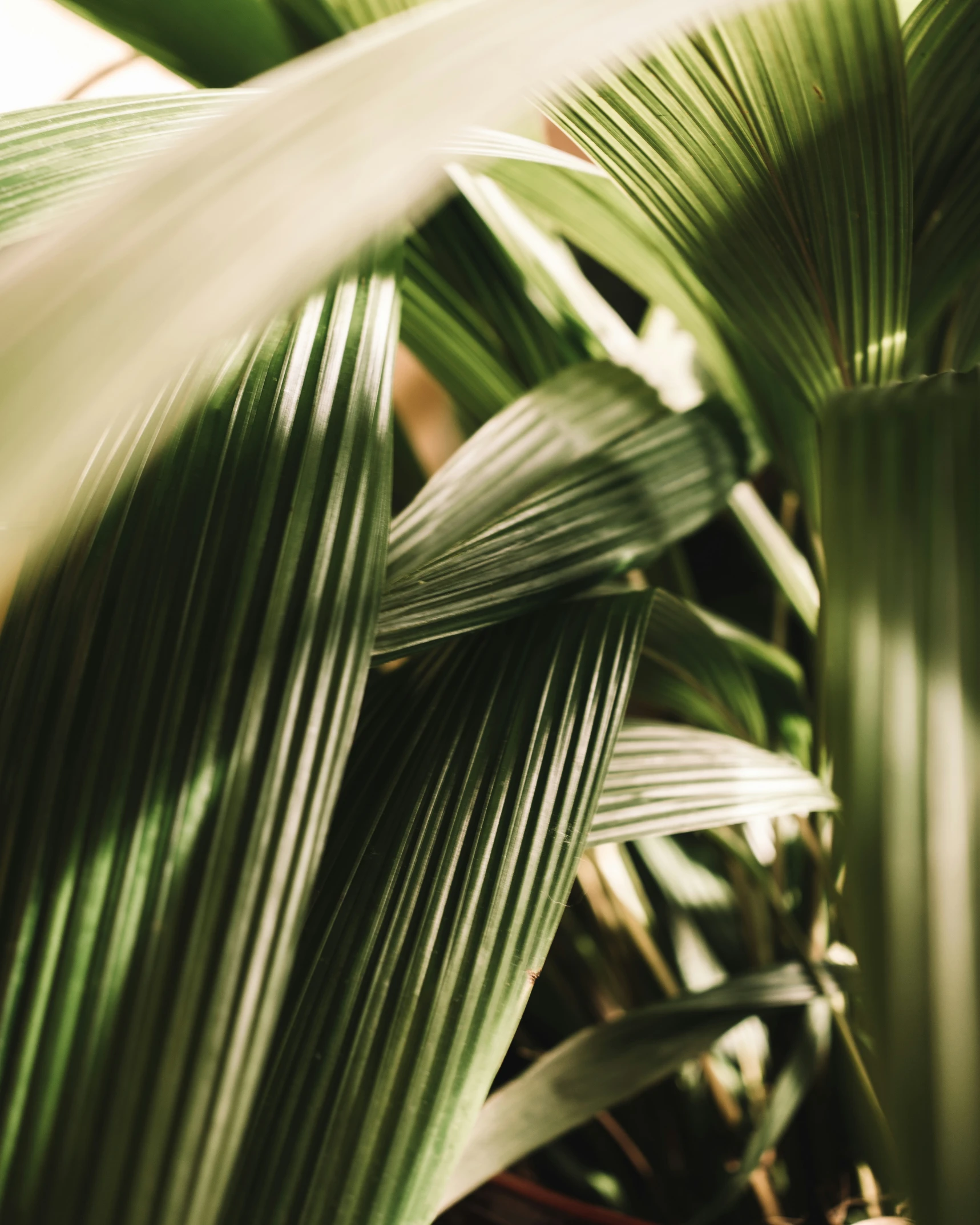 closeup of a plant with green leaves