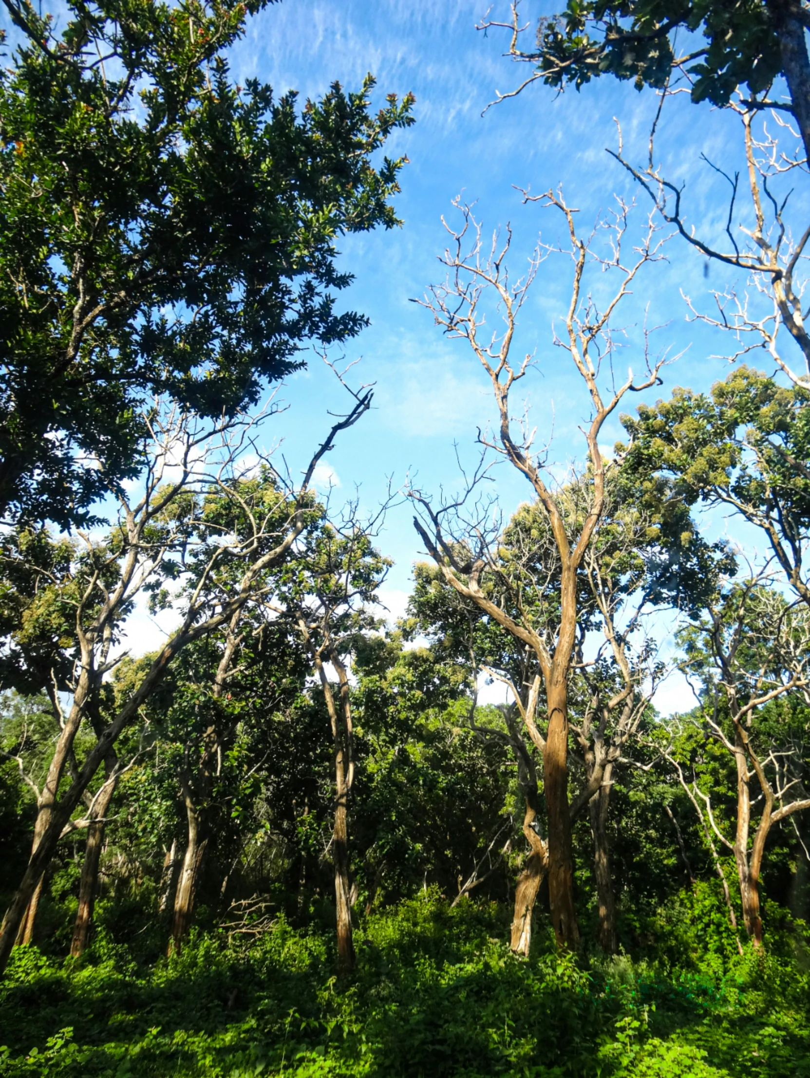 a bunch of trees are seen with green underbrush