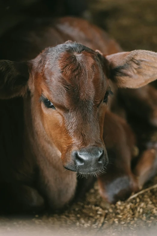 a cow laying on the ground and resting it's head