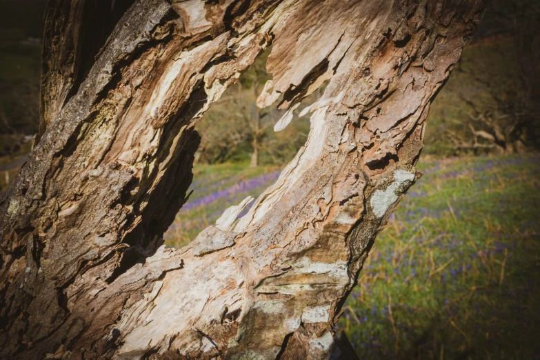 the bark of an old tree has been stained with lichens and paint