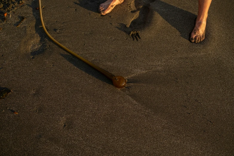 a dog holding a hose, trying to retrieve soing in the sand