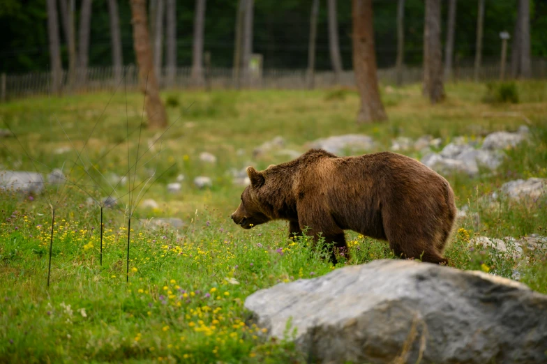 a brown bear walking in the grass near rocks and trees