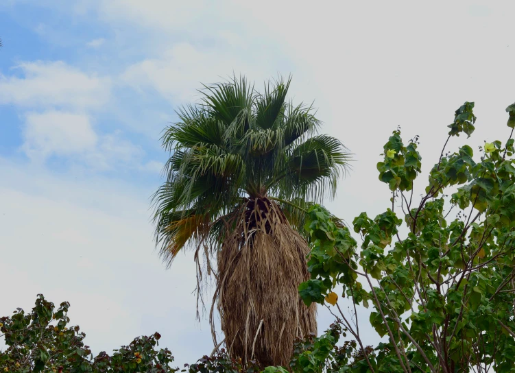 a tree is tall with lots of leaves