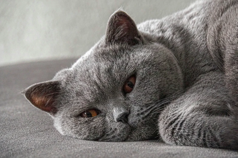 a grey cat laying on a white sofa