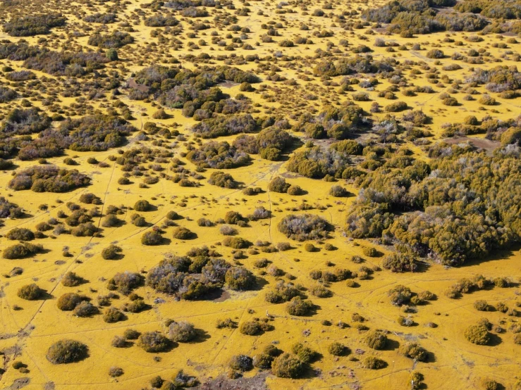 an aerial view of barren terrain that contains bushes, trees and shrubs