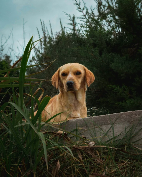 a brown dog sitting next to trees and rocks