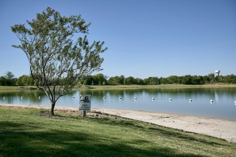 a lake with a lot of birds by it