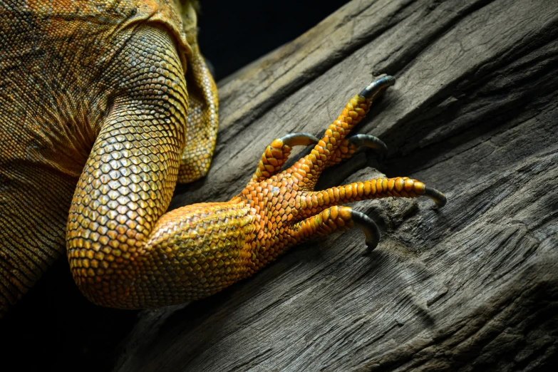 an iguana lays on a log with its eyes open