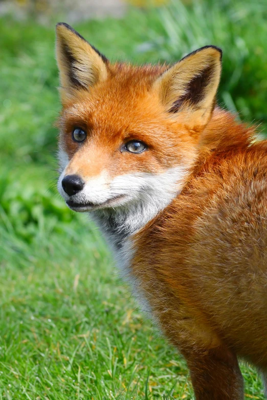 small red fox staring into camera in grassy area