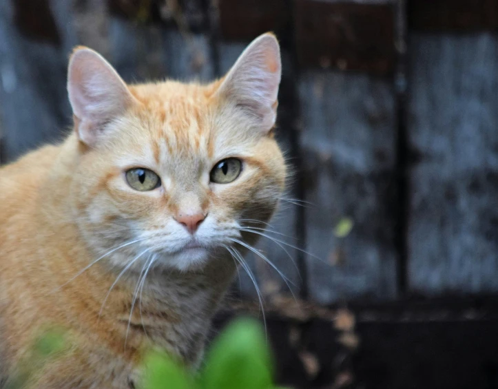 a close - up of an orange cat's face