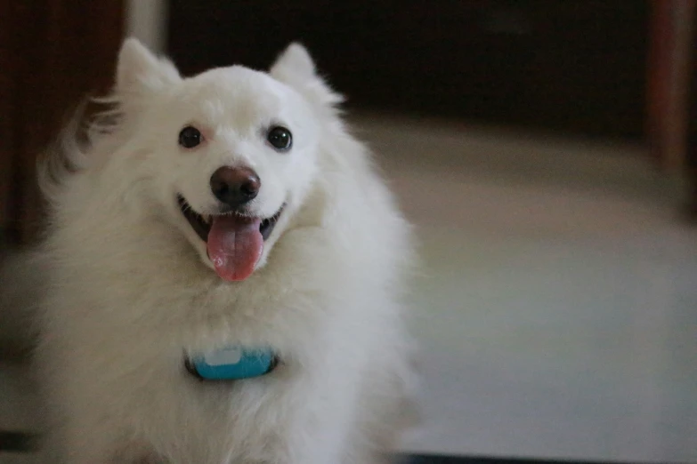 a white dog with blue collar smiling and standing