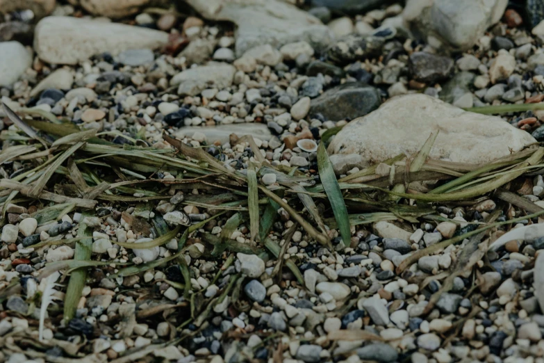 an image of the plants growing in the gravel