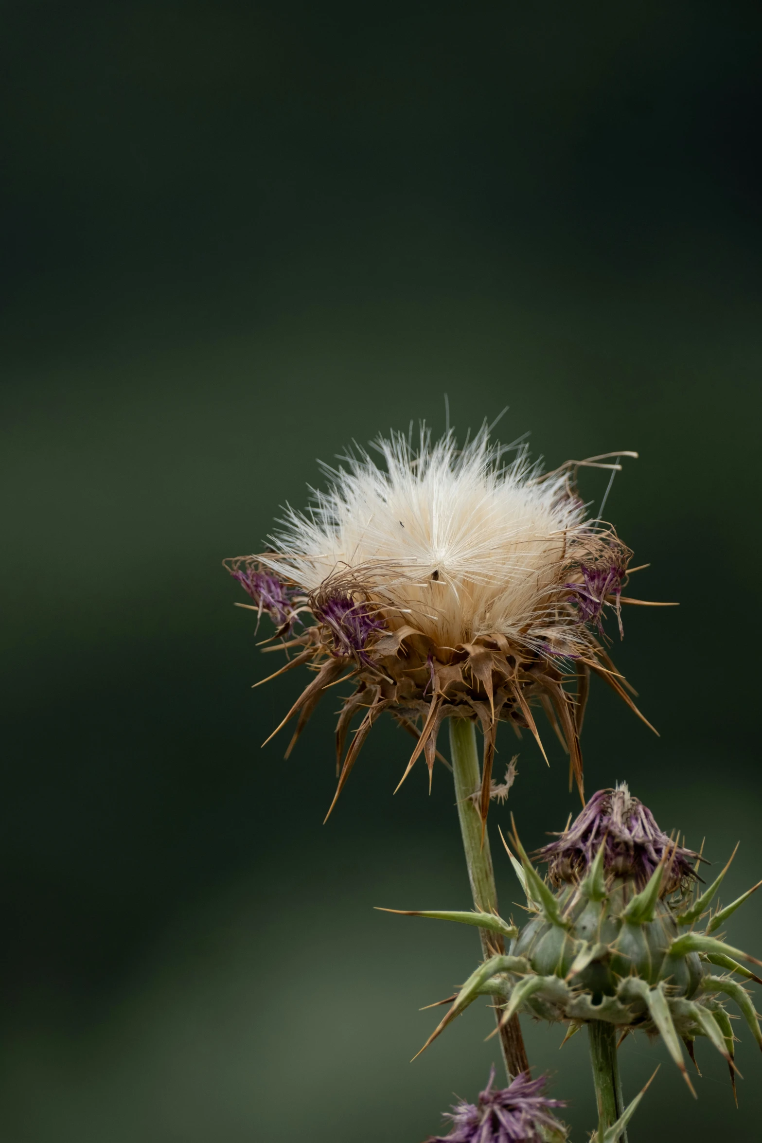 a dried up white flower sitting on a green stalk