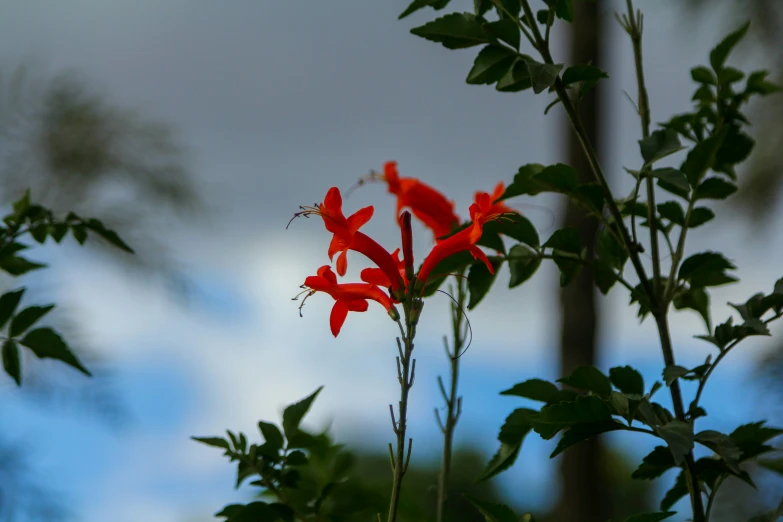 a flower that is growing in the plant