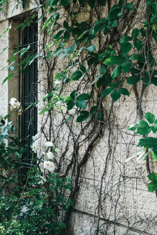 vine on the side of a building covered in green leaves