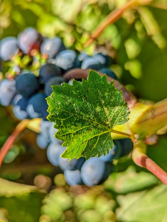 the leaves and berries are on the vine