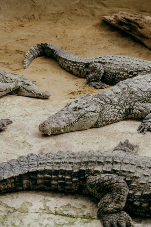 a herd of alligators laying on the ground