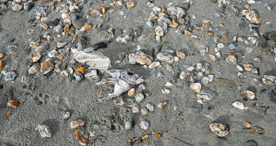 there is a sandy ground with rocks, shells and other things