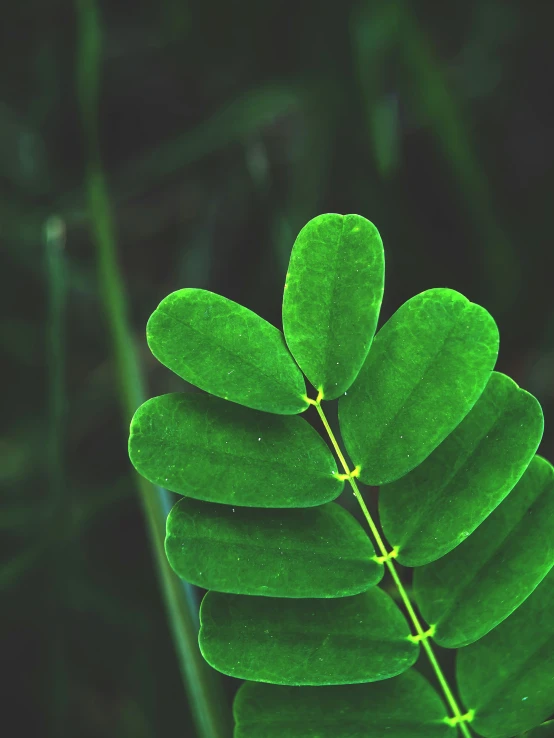 the back side of a leaf that looks green with lots of green on it