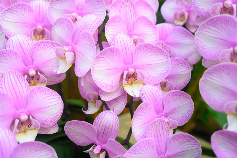 a cluster of pink flowers with long, straight petals