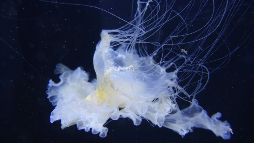 this image shows a jellyfish in the water