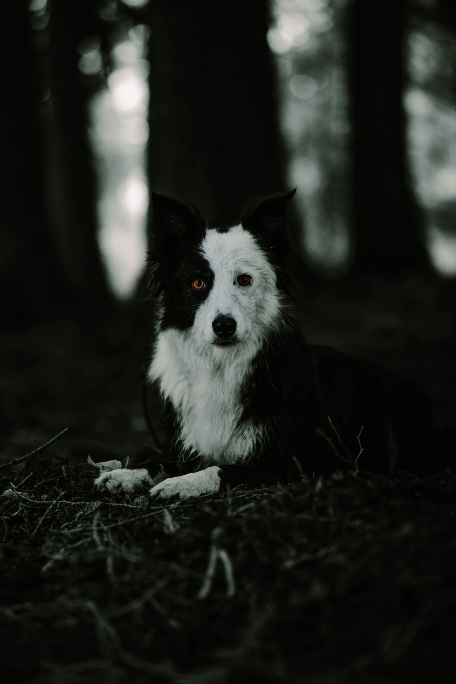 a dog sitting in the middle of a forest