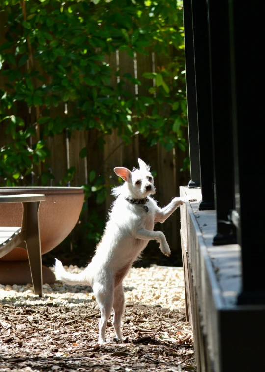 a white dog jumping up into the air to get soing