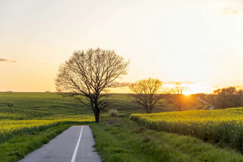 a road runs through a field of crops and trees