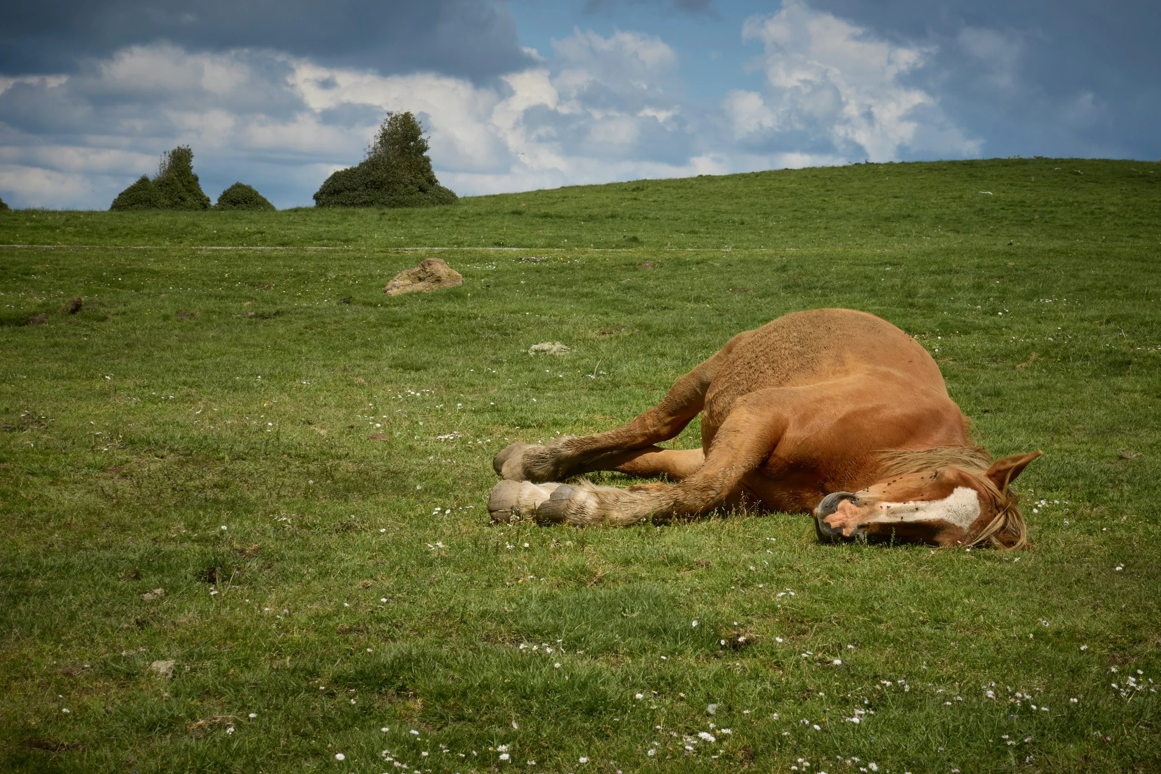 a cow in the middle of an open grassy field