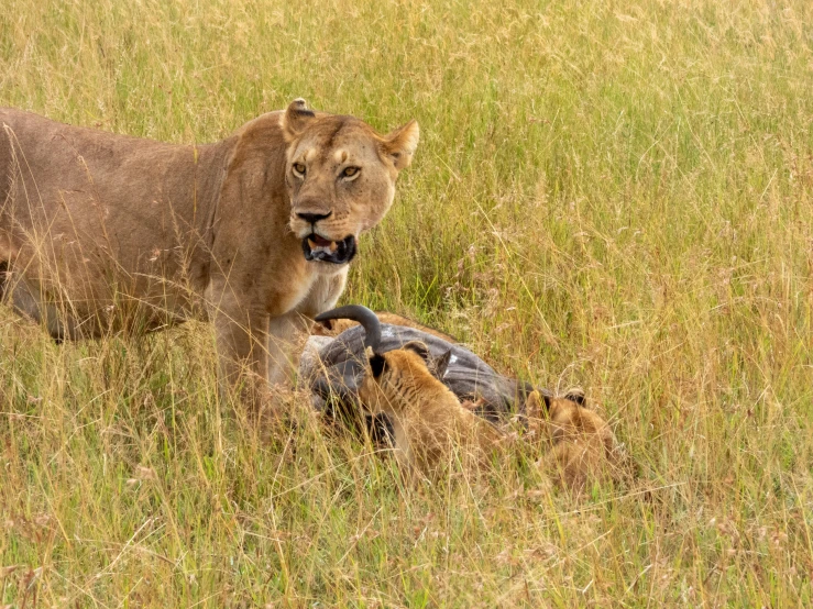 a lion with two cubs laying down in a field