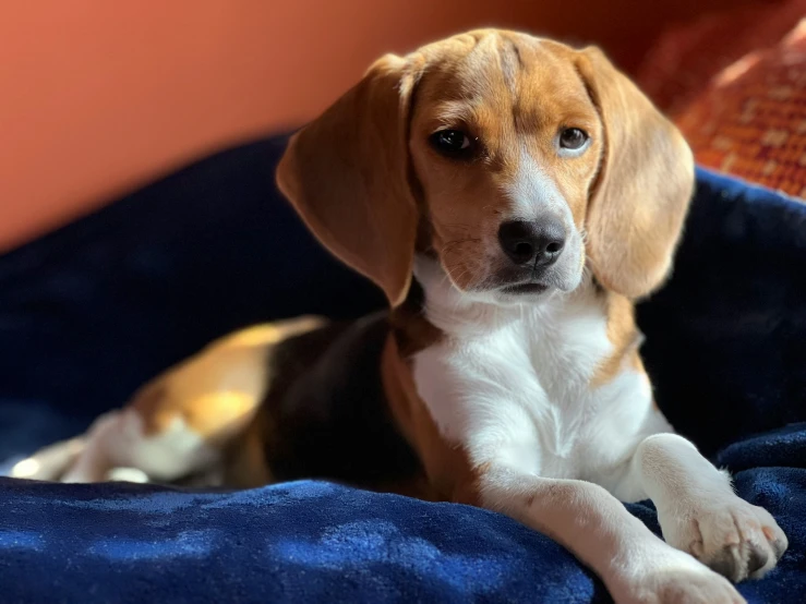 a beagle is lying down on a bed