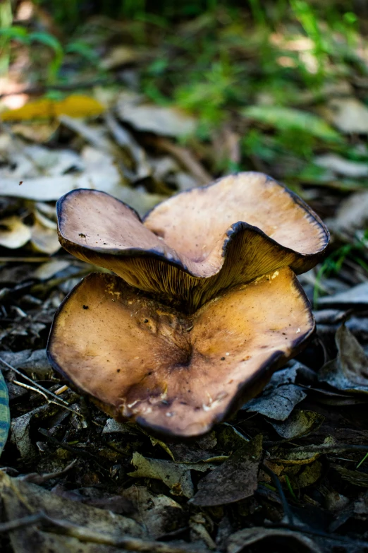 a small mushroom that is growing on the ground