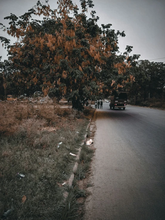 a large tree growing on the side of a road