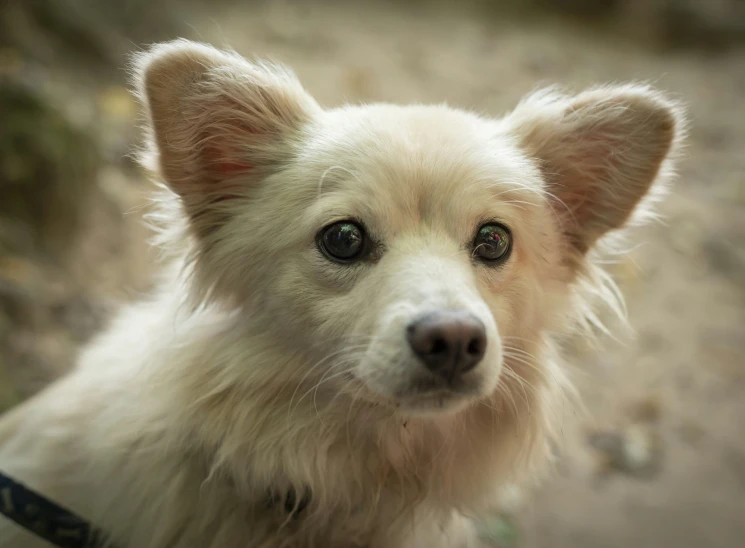 a small white dog with brown eyes