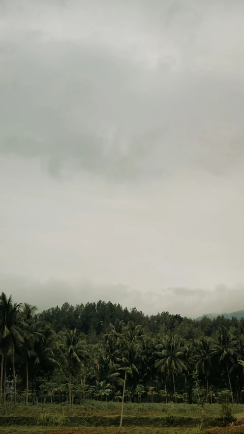 the sky is cloudy and gray with palm trees