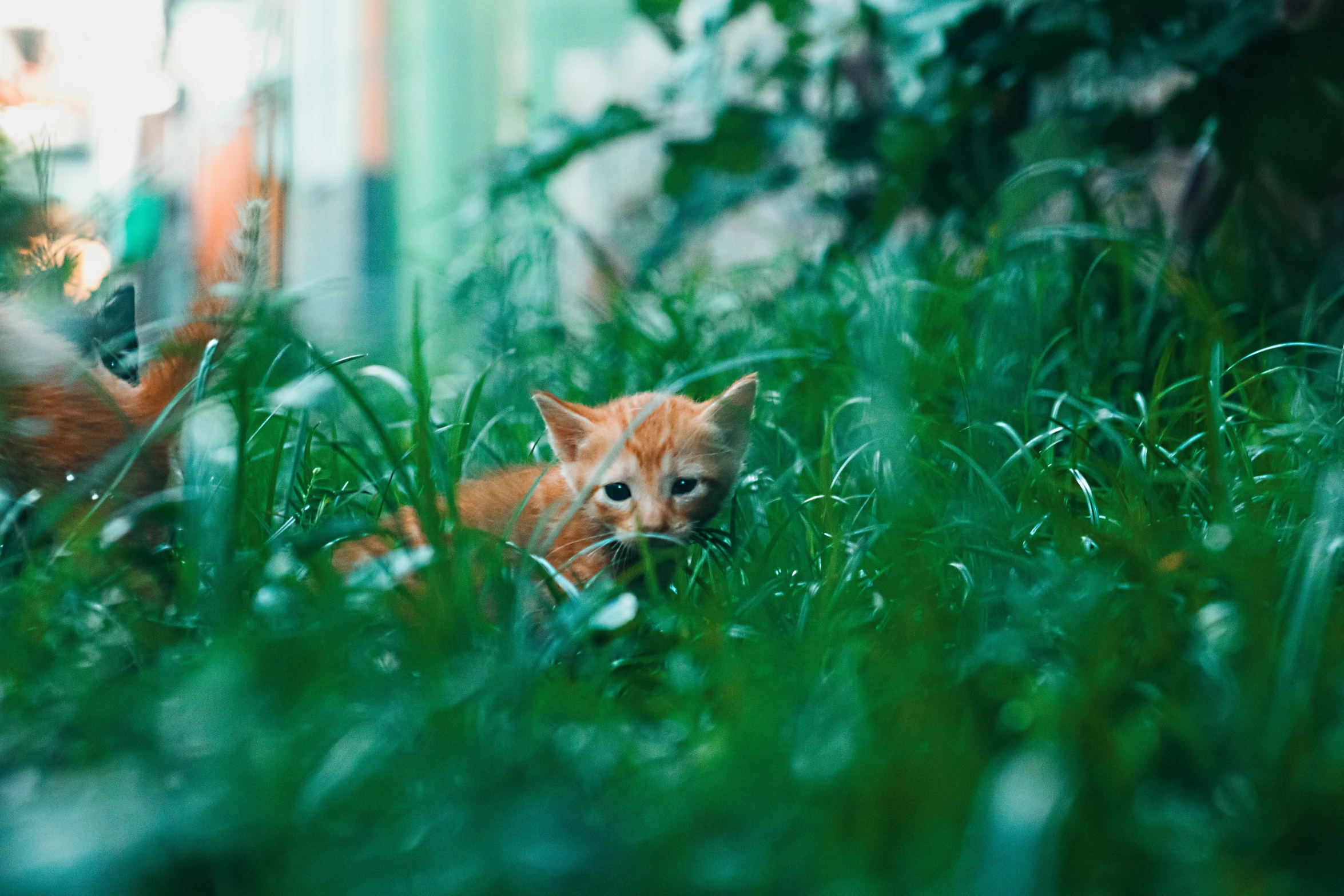 a little baby fox lying in a field