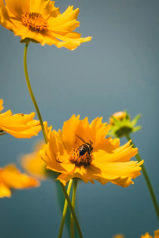 two bees sitting on a yellow flower near the blue sky