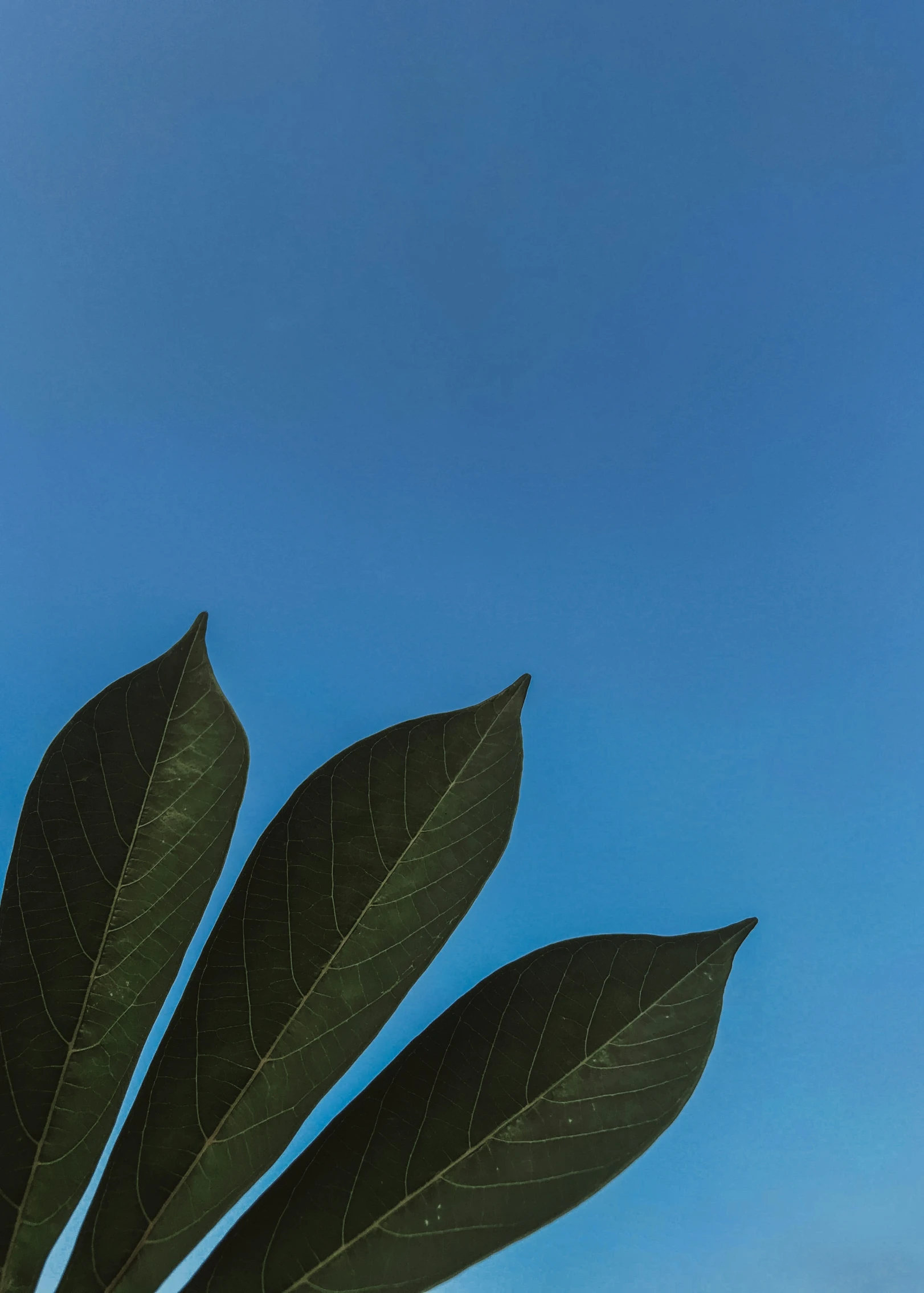 a view up the nches of a large leaf