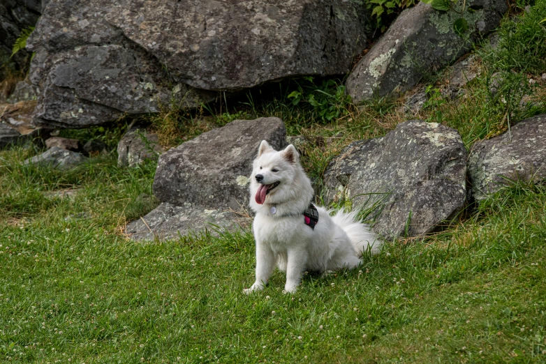 a white dog sitting in front of some rocks