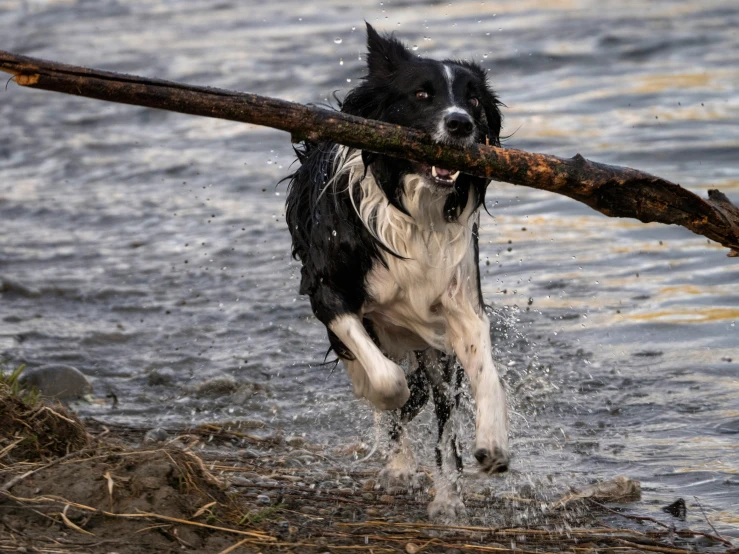 a dog with a stick runs through water